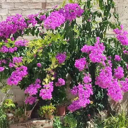 Antica Cluviae Palombaro